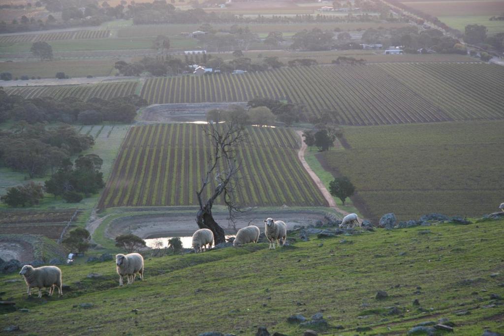 Barossa Vineyard Cottages ทานันดา ภายนอก รูปภาพ